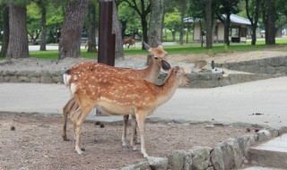 Parc de Nara (2012)